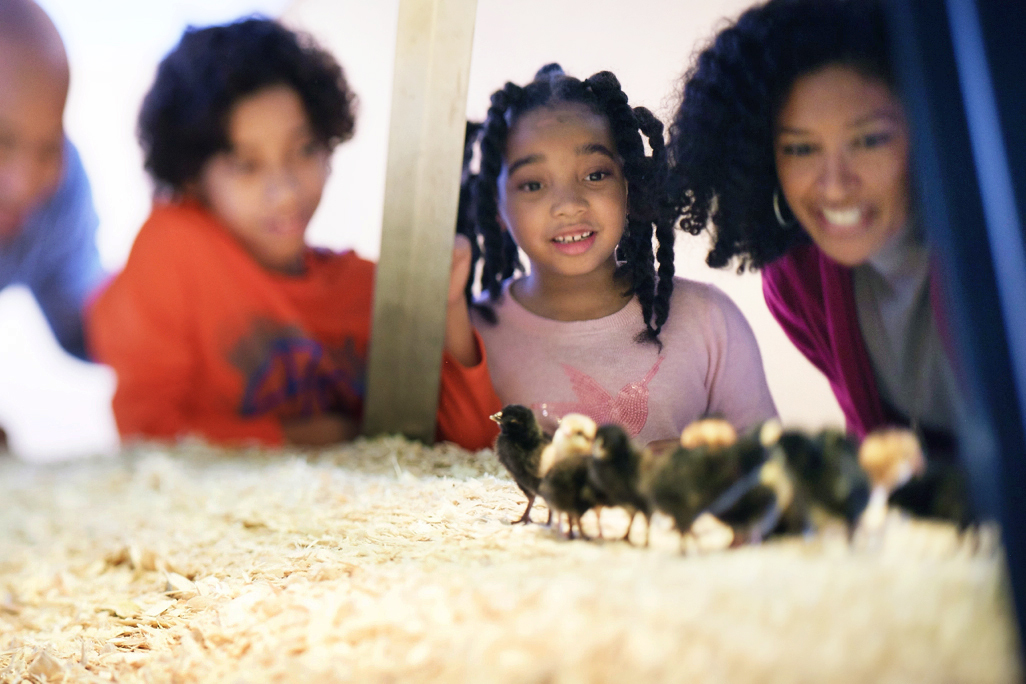 family viewing baby chicks